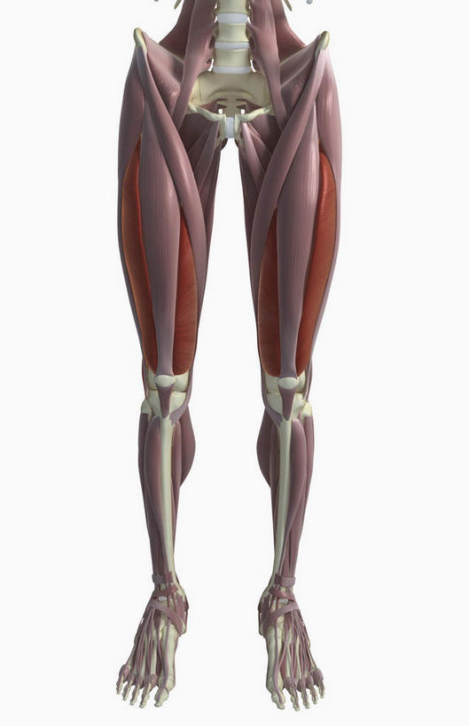 动脉,静脉,骨骼,肌肉,健壮,无人,站,竖图,插画,室内,特写,白天,白色背景,正面,数码,科技,静物,阴影,网络,医学,骨头,高光,几何,计算机图形,合成,图画,画,红色,模型,站着,健康,活力,力量,人体,青春,电脑合成图,数码合成图,骨架,生物学,强壮,漫画,生理学,写实,具体,具象,股内侧肌,股外侧肌,站立,半身,彩图