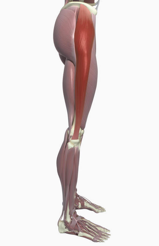 动脉,静脉,骨骼,肌肉,健壮,无人,站,竖图,插画,室内,特写,白天,白色背景,正面,数码,科技,静物,阴影,网络,医学,骨头,高光,几何,计算机图形,合成,图画,画,红色,模型,站着,健康,活力,力量,人体,青春,电脑合成图,数码合成图,骨架,生物学,强壮,漫画,生理学,写实,具体,具象,股外侧肌,站立,半身,彩图