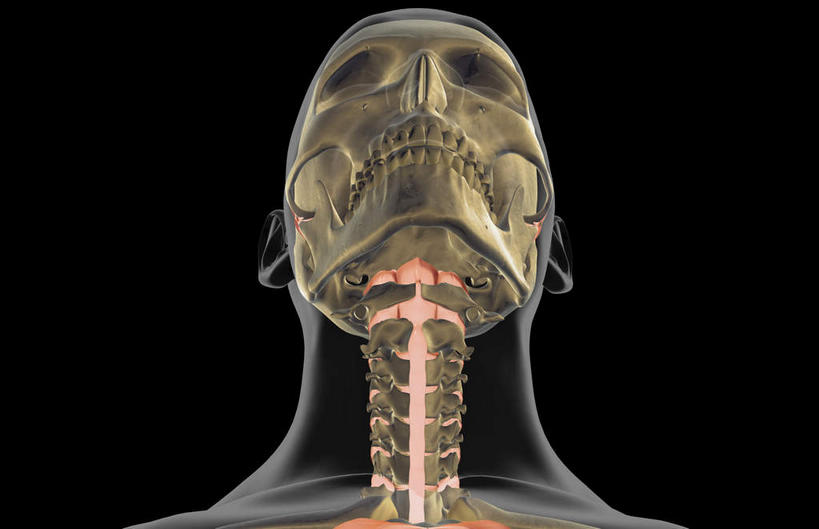 动脉,静脉,骨骼,无人,横图,插画,x光片,室内,特写,白天,正面,数码,科技,静物,阴影,黑色背景,辐射,科学,网络,医学,头骨,支架,骨头,高光,几何,计算机图形,合成,图画,画,模型,人体,电脑合成图,数码合成图,头颅,骨架,医疗,生物学,科学技术,x射线,x光,漫画,生理学,写实,具体,具象,颈椎,半身,彩图,电磁波,电磁辐射