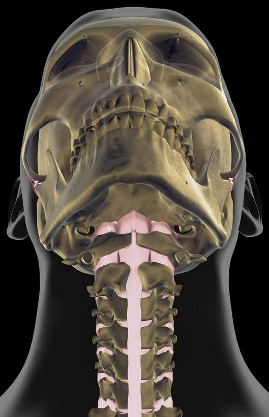 动脉,静脉,骨骼,无人,竖图,插画,x光片,室内,特写,白天,正面,数码,科技,静物,阴影,黑色背景,辐射,科学,网络,医学,头骨,支架,骨头,高光,几何,计算机图形,合成,图画,画,模型,人体,电脑合成图,数码合成图,头颅,骨架,医疗,生物学,科学技术,x射线,x光,漫画,生理学,写实,具体,具象,颈椎,半身,彩图,电磁波,电磁辐射