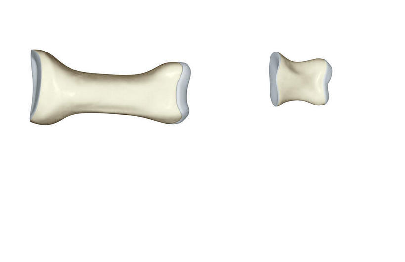 动脉,静脉,骨骼,无人,横图,插画,室内,特写,白天,白色背景,正面,数码,科技,静物,阴影,网络,医学,支架,骨头,高光,几何,计算机图形,合成,图画,画,白色,模型,人体,电脑合成图,数码合成图,骨架,生物学,漫画,生理学,写实,具体,具象,趾骨,半身,彩图