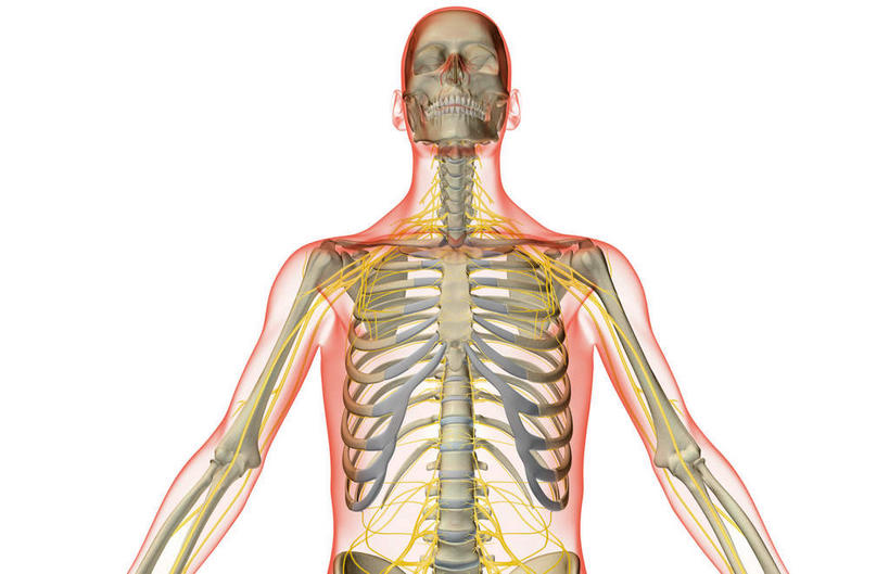 动脉,静脉,骨骼,无人,横图,插画,室内,特写,白天,白色背景,正面,数码,科技,静物,阴影,网络,医学,支架,骨头,高光,几何,计算机图形,合成,图画,画,模型,身体,人体,轮廓,电脑合成图,数码合成图,头颅,骨架,生物学,漫画,生理学,写实,具体,具象,半身,彩图