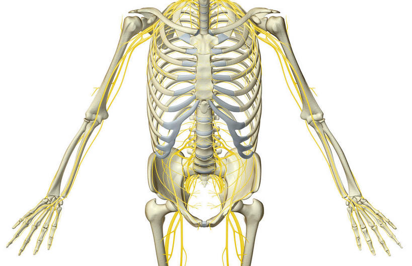 动脉,静脉,骨骼,无人,横图,插画,室内,特写,白天,白色背景,正面,数码,科技,静物,阴影,网络,医学,支架,骨头,高光,几何,计算机图形,合成,图画,画,模型,身体,人体,轮廓,电脑合成图,数码合成图,头颅,骨架,生物学,漫画,生理学,写实,具体,具象,半身,彩图