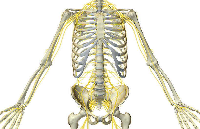 动脉,静脉,骨骼,无人,横图,插画,室内,特写,白天,白色背景,正面,数码,科技,静物,阴影,网络,医学,支架,骨头,高光,几何,计算机图形,合成,图画,画,模型,身体,人体,轮廓,电脑合成图,数码合成图,头颅,骨架,生物学,漫画,生理学,写实,具体,具象,半身,彩图