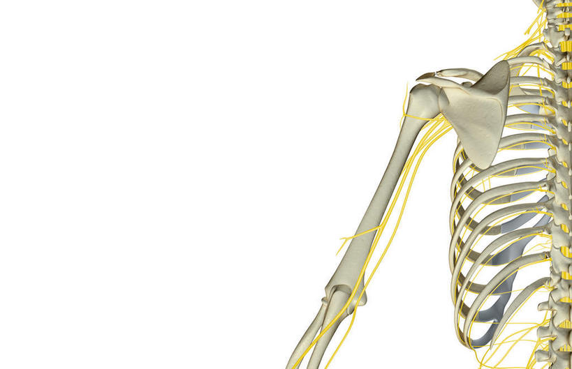 肩胛骨,神经,动脉,静脉,骨骼,胸骨,肋骨,无人,横图,插画,x光片,室内,特写,白天,正面,数码,科技,静物,阴影,辐射,科学,网络,医学,线条,支架,骨头,高光,几何,计算机图形,合成,图画,画,黄色,白色,模型,人体,电脑合成图,数码合成图,骨架,医疗,生物学,科学技术,x射线,筋脉,x光,漫画,生理学,写实,具体,具象,尺骨,桡骨,半身,彩图,电磁波,电磁辐射