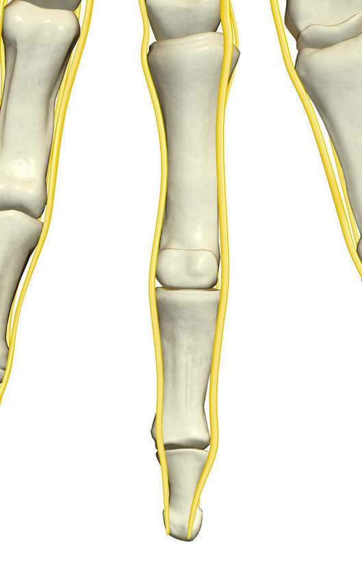 神经,动脉,静脉,骨骼,无人,竖图,插画,室内,特写,白天,白色背景,正面,数码,科技,静物,阴影,网络,医学,线条,支架,骨头,高光,几何,计算机图形,合成,图画,画,黄色,白色,模型,人体,电脑合成图,数码合成图,骨架,生物学,筋脉,漫画,生理学,写实,具体,具象,指骨,半身,彩图