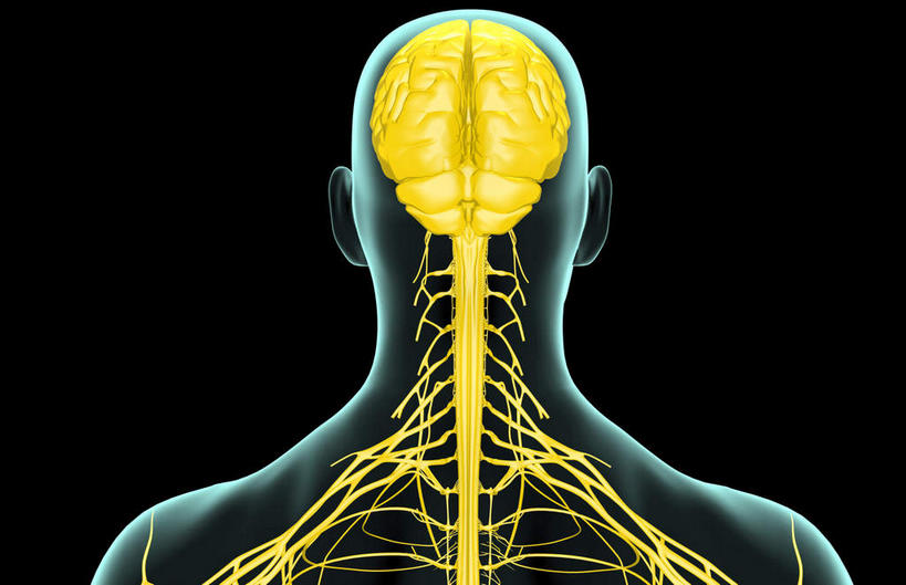 肩胛骨,动脉,静脉,骨骼,无人,横图,插画,x光片,室内,特写,白天,正面,数码,科技,静物,大脑,阴影,黑色背景,辐射,科学,网络,医学,支架,骨头,高光,几何,计算机图形,合成,图画,画,模型,人体,轮廓,电脑合成图,数码合成图,骨架,医疗,生物学,科学技术,x射线,筋脉,x光,漫画,生理学,写实,具体,具象,颈骨,半身,彩图,电磁波,电磁辐射