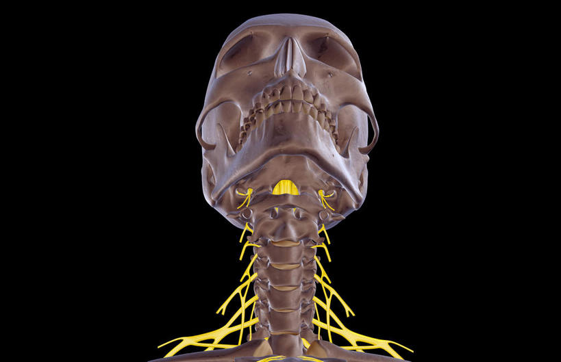动脉,静脉,骨骼,无人,横图,插画,x光片,室内,特写,白天,正面,数码,科技,静物,阴影,黑色背景,辐射,科学,网络,医学,头骨,支架,骨头,高光,几何,计算机图形,合成,图画,画,模型,人体,电脑合成图,数码合成图,头颅,骨架,医疗,生物学,科学技术,x射线,x光,漫画,生理学,写实,具体,具象,颈椎,半身,彩图,电磁波,电磁辐射