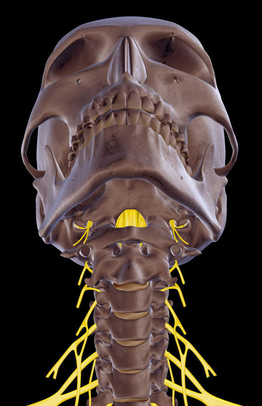 动脉,静脉,骨骼,无人,竖图,插画,x光片,室内,特写,白天,正面,数码,科技,静物,阴影,黑色背景,辐射,科学,网络,医学,头骨,支架,骨头,高光,几何,计算机图形,合成,图画,画,模型,人体,电脑合成图,数码合成图,头颅,骨架,医疗,生物学,科学技术,x射线,x光,漫画,生理学,写实,具体,具象,颈椎,半身,彩图,电磁波,电磁辐射