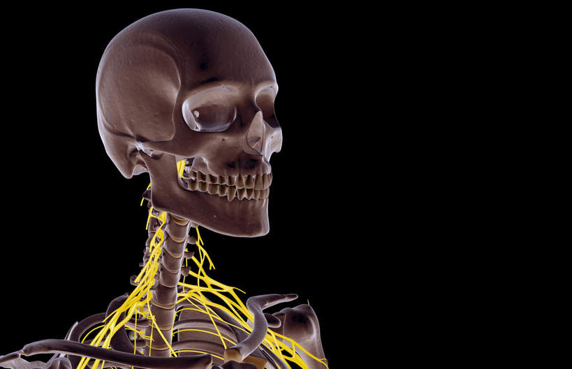 动脉,静脉,骨骼,无人,横图,插画,x光片,室内,特写,白天,正面,数码,科技,静物,阴影,黑色背景,辐射,科学,网络,医学,头骨,支架,骨头,高光,几何,计算机图形,合成,图画,画,模型,人体,电脑合成图,数码合成图,头颅,骨架,医疗,生物学,科学技术,x射线,x光,漫画,生理学,写实,具体,具象,颈椎,半身,彩图,电磁波,电磁辐射