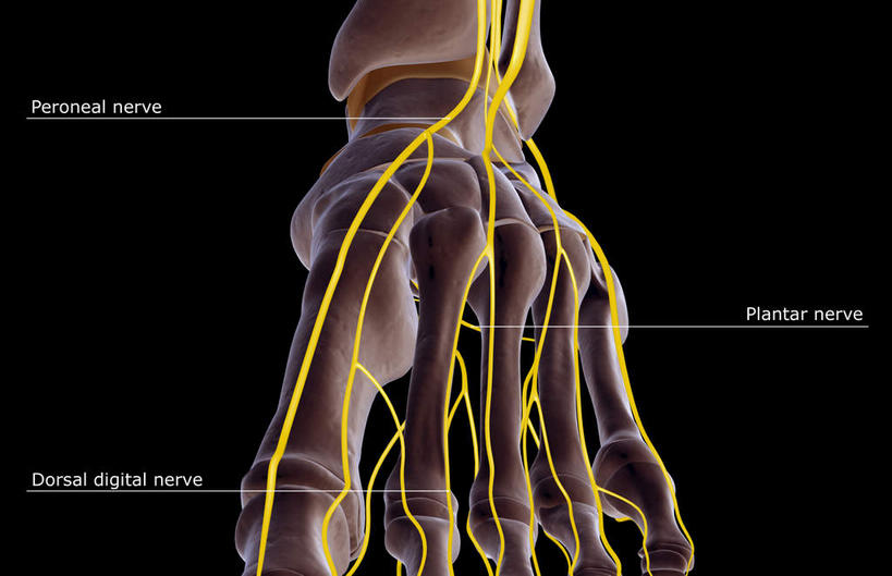 神经,动脉,静脉,骨骼,无人,横图,插画,x光片,室内,特写,白天,正面,数码,科技,阴影,黑色背景,辐射,科学,网络,医学,英文,标志,文字,线条,支架,字符,字母,骨头,高光,几何,计算机图形,合成,图画,标识,画,一个,黄色,白色,模型,单个,英文字母,电脑合成图,数码合成图,骨架,医疗,科学技术,x射线,筋脉,x光,漫画,写实,具体,具象,跗骨,趾骨,跖骨,半身,彩图,电磁波,电磁辐射