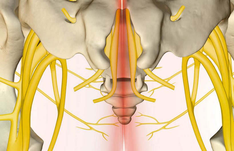 神经,动脉,静脉,骨骼,无人,横图,插画,室内,特写,白天,白色背景,正面,数码,科技,静物,阴影,网络,医学,线条,支架,骨头,高光,几何,计算机图形,合成,图画,画,黄色,模型,人体,电脑合成图,数码合成图,骨架,生物学,筋脉,漫画,生理学,写实,具体,具象,骶骨,髋骨,尾骨,半身,彩图