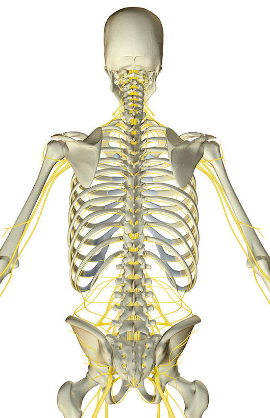 神经,动脉,静脉,骨骼,无人,竖图,插画,室内,特写,白天,白色背景,正面,数码,科技,静物,阴影,网络,医学,线条,支架,骨头,高光,几何,计算机图形,合成,图画,画,黄色,模型,身体,人体,电脑合成图,数码合成图,头颅,骨架,生物学,筋脉,盆骨,漫画,生理学,写实,具体,具象,手臂,半身,彩图