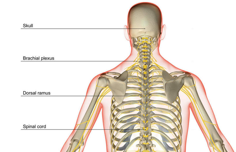 神经,动脉,静脉,骨骼,无人,横图,插画,室内,特写,白天,白色背景,正面,数码,科技,静物,阴影,网络,医学,英文,标志,文字,线条,支架,字符,字母,骨头,高光,几何,计算机图形,合成,图画,标识,画,黄色,模型,身体,人体,轮廓,英文字母,电脑合成图,数码合成图,头颅,骨架,生物学,筋脉,盆骨,漫画,生理学,写实,具体,具象,手臂,半身,彩图