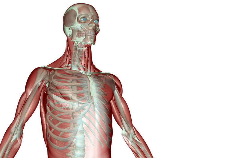 神经,动脉,静脉,骨骼,无人,站,伸展双臂,横图,插画,室内,特写,白天,白色背景,侧面,数码,科技,静物,阴影,网络,医学,线条,支架,骨头,高光,几何,计算机图形,合成,图画,画,黄色,模型,站着,身体,人体,电脑合成图,数码合成图,头颅,骨架,生物学,伸出,筋脉,漫画,生理学,写实,具体,具象,敞开双臂,展开双肩,站立,张开手臂,张开双臂,半身,彩图