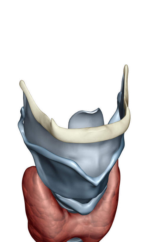 喉咙,内脏,气管,动脉,静脉,无人,竖图,插画,室内,白天,白色背景,正面,数码,科技,静物,阴影,网络,医学,高光,几何,计算机图形,合成,图画,画,一个,模型,人体,单个,电脑合成图,数码合成图,生物学,人体器官,器官,漫画,软骨,生理学,写实,具体,具象,喉,彩图