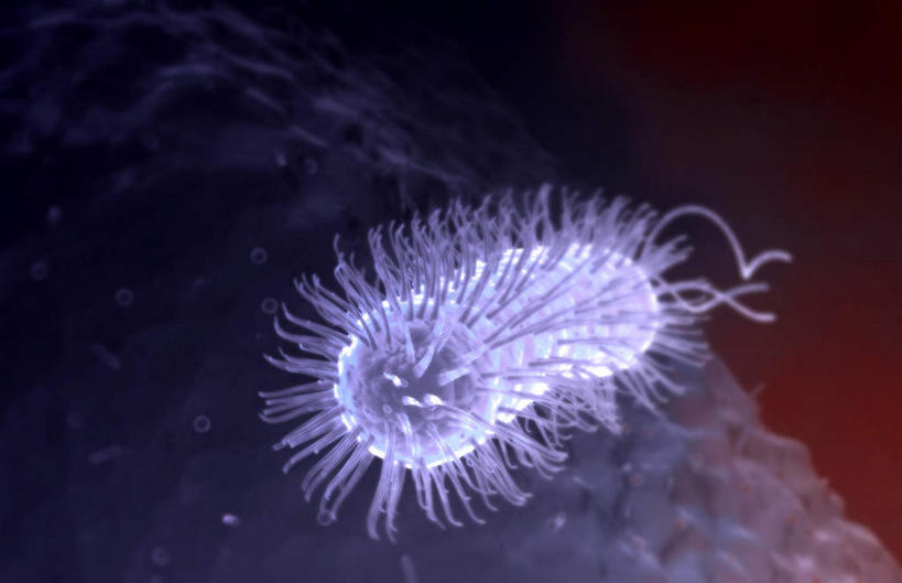 无人,横图,插画,室内,特写,白天,正面,数码,科技,微生物,静物,阴影,网络,细菌,医学,细胞,高光,几何,计算机图形,合成,图画,画,一个,蓝色,人体,单个,电脑合成图,数码合成图,生物学,漫画,生理学,写实,具体,具象,鞭毛,螺旋杆菌,彩图