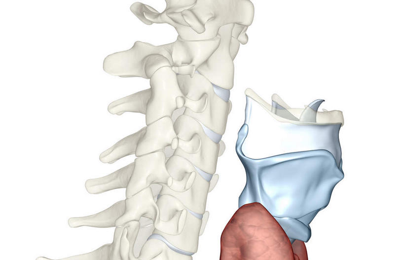 喉咙,内脏,气管,脊髓,动脉,静脉,脊椎,无人,横图,插画,室内,白天,白色背景,正面,数码,科技,静物,阴影,网络,医学,高光,几何,计算机图形,合成,图画,画,一个,模型,人体,单个,电脑合成图,数码合成图,生物学,人体器官,器官,漫画,软骨,生理学,写实,具体,具象,喉,脊柱,彩图