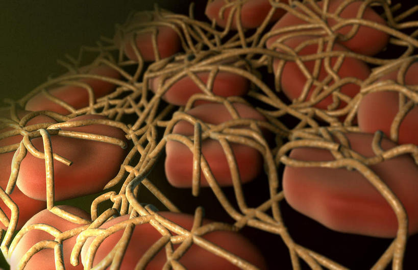 无人,横图,插画,室内,特写,白天,正面,数码,科技,静物,阴影,网络,血,医学,细胞,高光,几何,计算机图形,合成,图画,画,血液,人体,电脑合成图,数码合成图,生物学,漫画,生理学,写实,具体,具象,血块,彩图