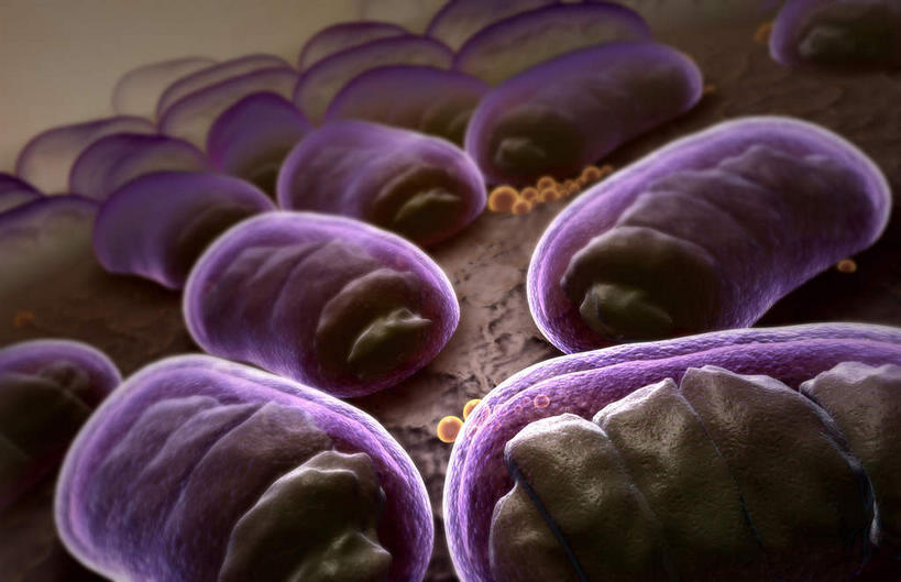 无人,横图,插画,室内,特写,白天,正面,数码,科技,静物,阴影,网络,细菌,医学,高光,几何,计算机图形,合成,图画,画,紫色,电脑合成图,数码合成图,生物学,漫画,生理学,写实,具体,具象,枯草芽孢杆菌,彩图