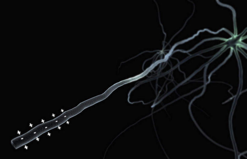 神经,无人,横图,插画,室内,特写,白天,正面,数码,科技,静物,阴影,黑色背景,网络,医学,细胞,高光,几何,计算机图形,合成,图画,画,人体,电脑合成图,数码合成图,生物学,筋脉,漫画,神经元,生理学,写实,具体,具象,彩图,神经系统