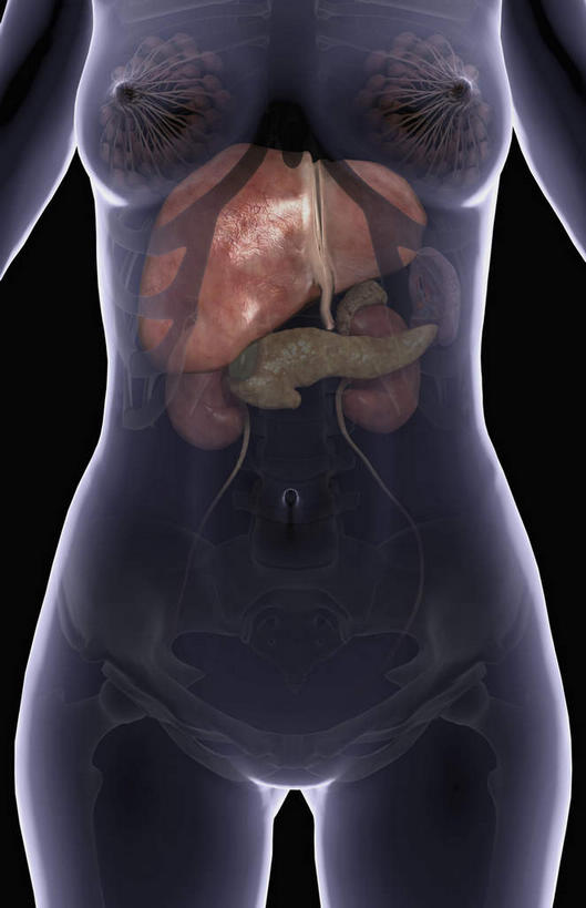 胸,内脏,动脉,静脉,无人,站,伸展双臂,竖图,插画,x光片,室内,特写,白天,正面,数码,科技,静物,阴影,黑色背景,辐射,科学,网络,医学,高光,几何,计算机图形,合成,图画,画,模型,站着,人体,电脑合成图,数码合成图,医疗,生物学,人体器官,科学技术,x射线,伸出,器官,x光,漫画,生理学,写实,具体,具象,肾,胸部,敞开双臂,展开双肩,站立,张开手臂,张开双臂,彩图,电磁波,电磁辐射