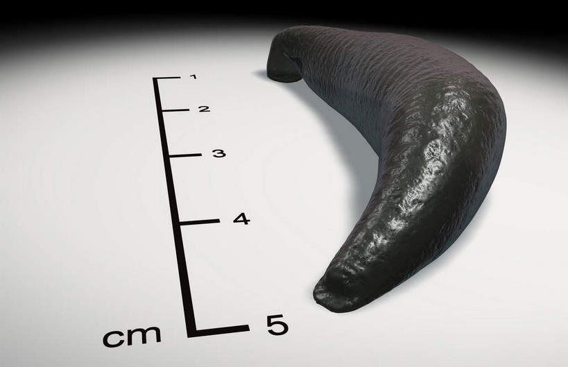 无人,横图,插画,室内,特写,白天,正面,数码,科技,静物,阴影,网络,医学,测量,标志,数字,文字,细胞,字符,刻度,高光,几何,计算机图形,合成,图画,标识,画,人体,阿拉伯数字,电脑合成图,数码合成图,生物学,衡量,水生动物,水生物,漫画,生理学,写实,具体,具象,标度,寄生,蚂蟥,水蛭,彩图