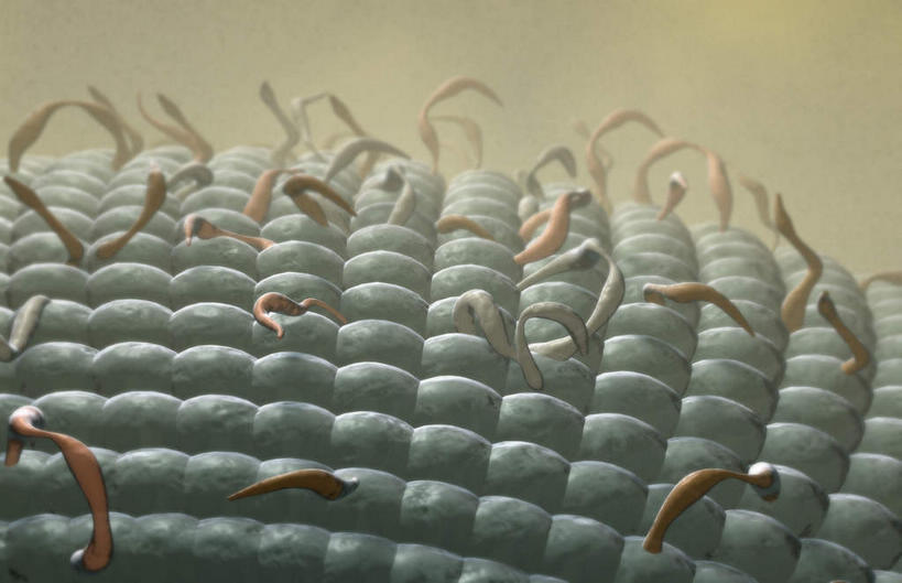 无人,横图,插画,室内,特写,白天,正面,数码,科技,静物,阴影,网络,医学,细胞,线条,高光,几何,计算机图形,合成,图画,画,人体,电脑合成图,数码合成图,生物学,漫画,生理学,写实,具体,具象,细胞膜,彩图