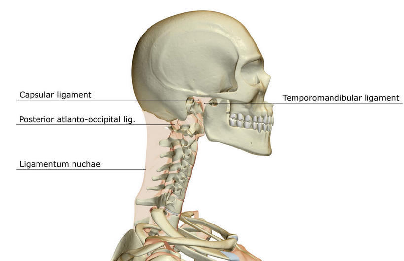 脸,头,脸颊,肩胛骨,动脉,静脉,骨骼,无人,横图,插画,室内,特写,白天,白色背景,正面,数码,科技,静物,阴影,网络,医学,英文,标志,文字,字符,字母,骨头,高光,几何,计算机图形,合成,图画,标识,画,模型,人体,英文字母,电脑合成图,数码合成图,头颅,骨架,生物学,韧带,漫画,生理学,写实,具体,具象,颈椎,头部,脸部,脸蛋,面部,彩图