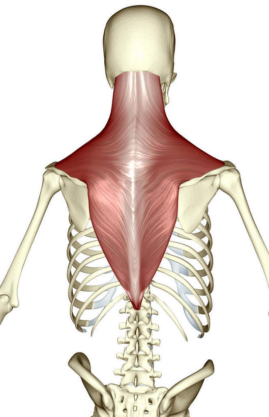 背部,脊髓,动脉,静脉,骨骼,脊椎,无人,站,伸展双臂,竖图,插画,室内,特写,白天,白色背景,正面,数码,科技,静物,阴影,网络,医学,骨头,高光,几何,计算机图形,合成,图画,画,模型,站着,人体,电脑合成图,数码合成图,头颅,骨架,生物学,伸出,漫画,生理学,写实,具体,具象,腰椎,脊柱,敞开双臂,展开双肩,站立,张开手臂,张开双臂,彩图