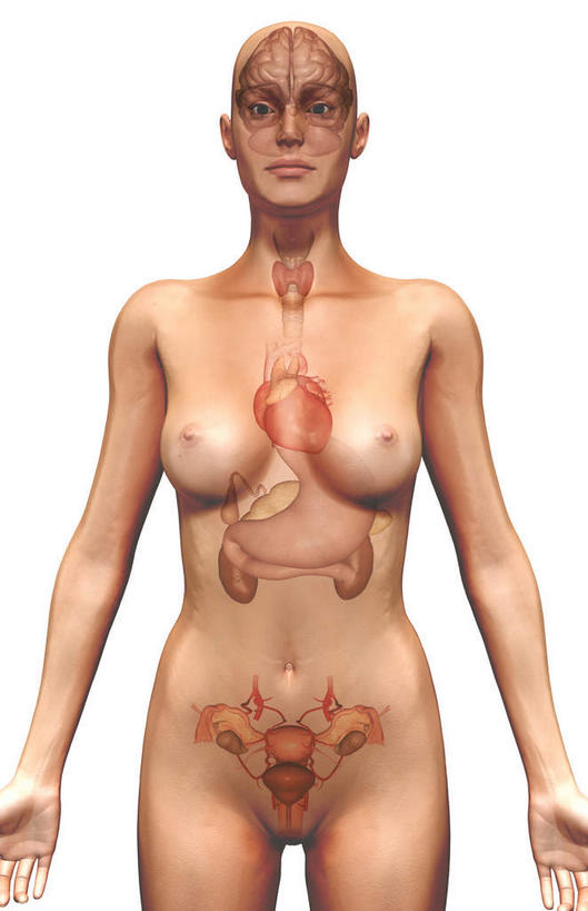 胸,内脏,动脉,静脉,无人,站,伸展双臂,竖图,插画,室内,特写,白天,白色背景,正面,数码,科技,静物,阴影,网络,医学,高光,几何,计算机图形,合成,图画,画,模型,站着,身体,人体,电脑合成图,数码合成图,生物学,人体器官,伸出,器官,漫画,生理学,写实,具体,具象,肾,胸部,敞开双臂,展开双肩,站立,张开手臂,张开双臂,半身,彩图