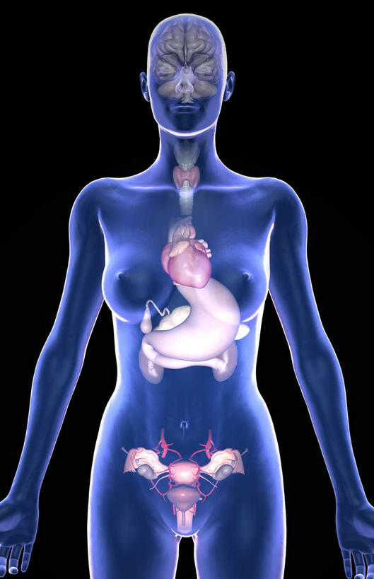 胸,内脏,动脉,静脉,无人,站,伸展双臂,竖图,插画,室内,特写,白天,白色背景,正面,数码,科技,静物,阴影,辐射,科学,网络,医学,高光,几何,计算机图形,合成,图画,画,模型,站着,身体,人体,电脑合成图,数码合成图,生物学,人体器官,科学技术,x射线,伸出,器官,x光,漫画,生理学,写实,具体,具象,肾,胸部,敞开双臂,展开双肩,站立,张开手臂,张开双臂,半身,彩图,电磁波,电磁辐射