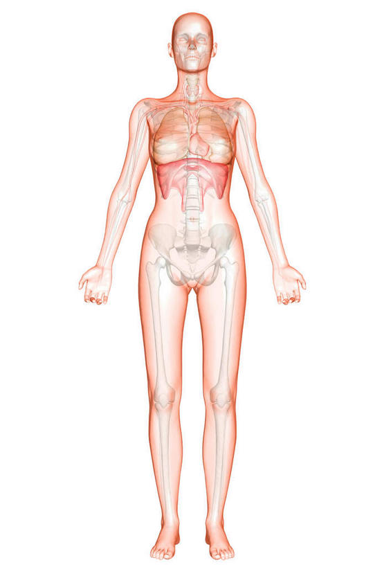 胸,动脉,静脉,骨骼,肌肉,健壮,无人,站,伸展双臂,竖图,插画,室内,特写,白天,白色背景,正面,数码,科技,静物,阴影,网络,医学,骨头,高光,几何,计算机图形,合成,图画,画,模型,站着,健康,身体,活力,力量,人体,青春,电脑合成图,数码合成图,骨架,生物学,伸出,强壮,盆骨,漫画,生理学,写实,具体,具象,胸部,敞开双臂,展开双肩,站立,张开手臂,张开双臂,彩图,全身