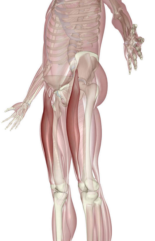 动脉,静脉,骨骼,肌肉,健壮,无人,站,伸展双臂,竖图,插画,室内,特写,白天,白色背景,正面,数码,科技,静物,阴影,网络,医学,骨头,高光,几何,计算机图形,合成,图画,画,模型,站着,健康,身体,活力,力量,人体,青春,电脑合成图,数码合成图,骨架,生物学,伸出,强壮,漫画,生理学,写实,具体,具象,敞开双臂,展开双肩,站立,张开手臂,张开双臂,半身,彩图