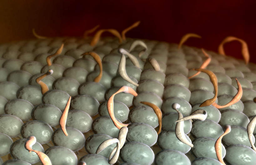 无人,横图,插画,室内,特写,白天,正面,数码,科技,静物,阴影,网络,医学,细胞,线条,高光,几何,计算机图形,合成,图画,画,人体,电脑合成图,数码合成图,生物学,漫画,生理学,写实,具体,具象,细胞膜,彩图