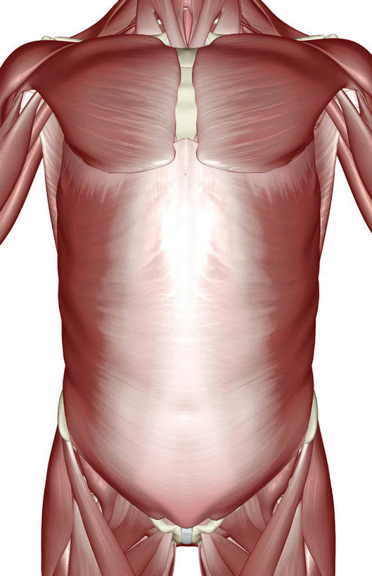动脉,静脉,骨骼,肌肉,健壮,无人,站,竖图,插画,室内,特写,白天,白色背景,正面,数码,科技,静物,阴影,网络,医学,骨头,高光,几何,计算机图形,合成,图画,画,模型,站着,健康,身体,活力,力量,人体,青春,电脑合成图,数码合成图,骨架,生物学,强壮,胸肌,漫画,生理学,写实,具体,具象,手臂,站立,半身,彩图