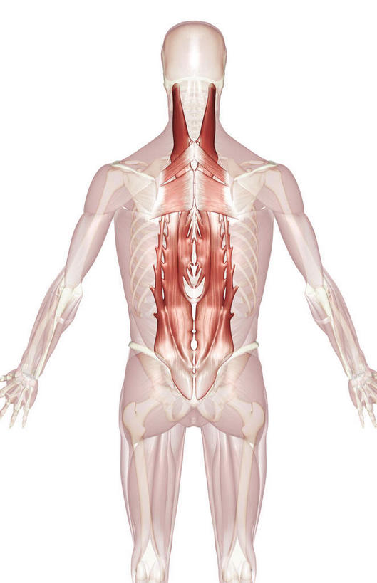 脊髓,动脉,静脉,骨骼,脊椎,肌肉,健壮,无人,站,伸展双臂,竖图,插画,室内,特写,白天,白色背景,正面,数码,科技,静物,阴影,网络,医学,骨头,高光,几何,计算机图形,合成,图画,画,模型,站着,健康,身体,活力,力量,人体,青春,电脑合成图,数码合成图,骨架,生物学,伸出,强壮,胸肌,漫画,生理学,写实,具体,具象,脊柱,敞开双臂,展开双肩,站立,张开手臂,张开双臂,半身,彩图