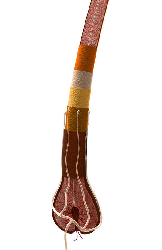 动脉,静脉,无人,竖图,彩色,插画,室内,特写,白天,白色背景,正面,数码,科技,静物,一根,阴影,网络,医学,毛,高光,几何,计算机图形,合成,图画,画,模型,皮质,人体,电脑合成图,数码合成图,生物学,漫画,生理学,写实,具体,具象,毛囊,彩图