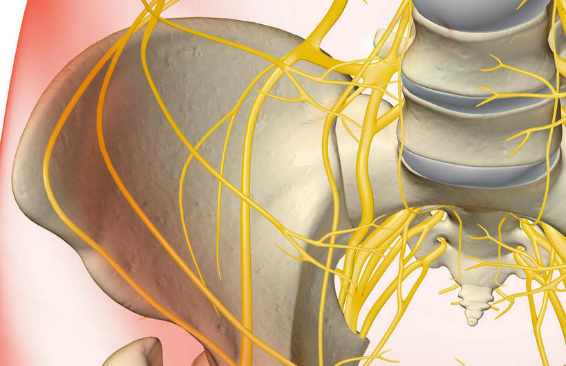 腿部,神经,动脉,静脉,骨骼,腿,无人,横图,插画,室内,特写,白天,白色背景,正面,数码,科技,静物,阴影,网络,医学,支架,骨头,高光,几何,计算机图形,合成,图画,画,黄色,红色,模型,人体,轮廓,电脑合成图,数码合成图,骨架,生物学,筋脉,盆骨,漫画,生理学,写实,具体,具象,股骨,髋骨,尾骨,半身,彩图