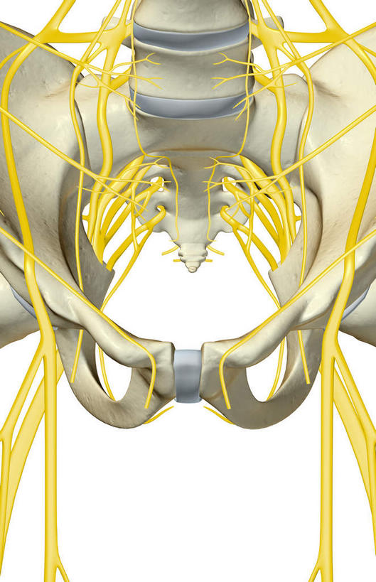 腿部,神经,动脉,静脉,骨骼,腿,无人,竖图,插画,室内,特写,白天,白色背景,正面,数码,科技,静物,阴影,网络,医学,支架,骨头,高光,几何,计算机图形,合成,图画,画,黄色,模型,人体,电脑合成图,数码合成图,骨架,生物学,筋脉,盆骨,漫画,生理学,写实,具体,具象,股骨,髋骨,尾骨,半身,彩图