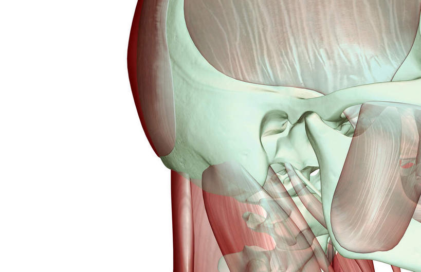 动脉,静脉,骨骼,肌肉,健壮,无人,横图,插画,室内,特写,白天,白色背景,正面,数码,科技,静物,阴影,网络,医学,支架,骨头,高光,几何,计算机图形,合成,图画,画,模型,健康,活力,力量,人体,青春,电脑合成图,数码合成图,头颅,骨架,生物学,强壮,漫画,生理学,写实,具体,具象,后脑,半身,彩图