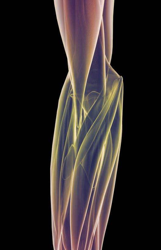 动脉,静脉,骨骼,无人,竖图,插画,x光片,室内,特写,白天,正面,数码,科技,静物,阴影,黑色背景,辐射,科学,网络,医学,骨头,高光,几何,计算机图形,合成,图画,画,黄色,红色,模型,人体,电脑合成图,数码合成图,骨架,生物学,科学技术,x射线,x光,漫画,生理学,写实,具体,具象,手肘,尺骨,桡骨,肘部,彩图,电磁波,电磁辐射