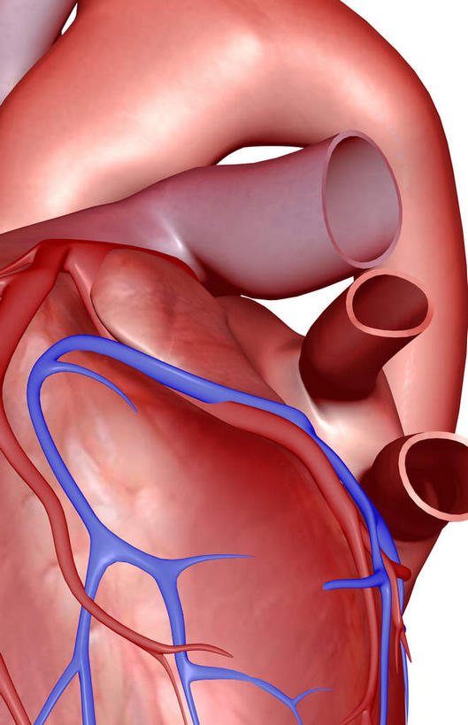 内脏,肺,气管,心脏,神经,动脉,静脉,无人,竖图,插画,室内,特写,白天,白色背景,正面,数码,科技,静物,阴影,网络,医学,高光,几何,计算机图形,合成,图画,画,红色,蓝色,模型,人体,电脑合成图,数码合成图,生物学,器官,筋脉,漫画,支气管,神经元,心血管,心房,心室,生理学,写实,具体,具象,冠状动脉,冠心病,肺部,肺脏,心,彩图,神经系统