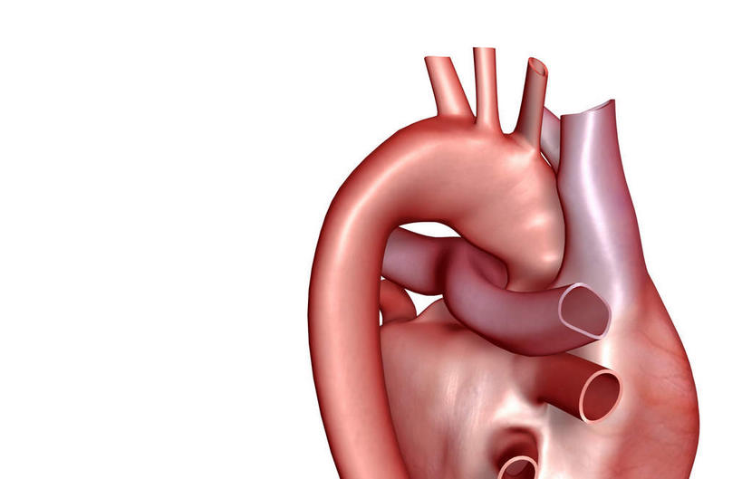 内脏,肺,气管,心脏,神经,动脉,静脉,无人,横图,插画,室内,特写,白天,白色背景,正面,数码,科技,静物,阴影,网络,医学,高光,几何,计算机图形,合成,图画,画,红色,蓝色,模型,人体,电脑合成图,数码合成图,生物学,器官,筋脉,漫画,支气管,神经元,心血管,心房,心室,生理学,写实,具体,具象,冠状动脉,冠心病,肺部,肺脏,心,彩图,神经系统