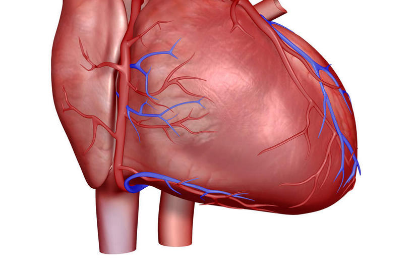 内脏,肺,气管,心脏,神经,动脉,静脉,无人,横图,插画,室内,特写,白天,白色背景,正面,数码,科技,静物,阴影,网络,医学,高光,几何,计算机图形,合成,图画,画,红色,蓝色,模型,人体,电脑合成图,数码合成图,生物学,器官,筋脉,漫画,支气管,神经元,心血管,心房,心室,生理学,写实,具体,具象,冠状动脉,冠心病,肺部,肺脏,心,彩图,神经系统