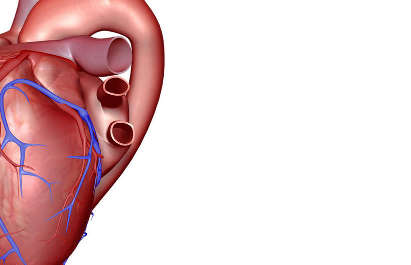 内脏,肺,气管,心脏,神经,动脉,静脉,无人,横图,插画,室内,特写,白天,白色背景,正面,数码,科技,静物,阴影,网络,医学,高光,几何,计算机图形,合成,图画,画,红色,蓝色,模型,人体,电脑合成图,数码合成图,生物学,器官,筋脉,漫画,支气管,神经元,心血管,心房,心室,生理学,写实,具体,具象,冠状动脉,冠心病,肺部,肺脏,心,彩图,神经系统