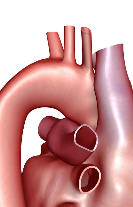 内脏,肺,气管,心脏,神经,动脉,静脉,无人,竖图,插画,室内,特写,白天,白色背景,正面,数码,科技,静物,阴影,网络,医学,高光,几何,计算机图形,合成,图画,画,红色,蓝色,模型,人体,电脑合成图,数码合成图,生物学,器官,筋脉,漫画,支气管,神经元,心血管,心房,心室,生理学,写实,具体,具象,冠状动脉,冠心病,肺部,肺脏,心,彩图,神经系统