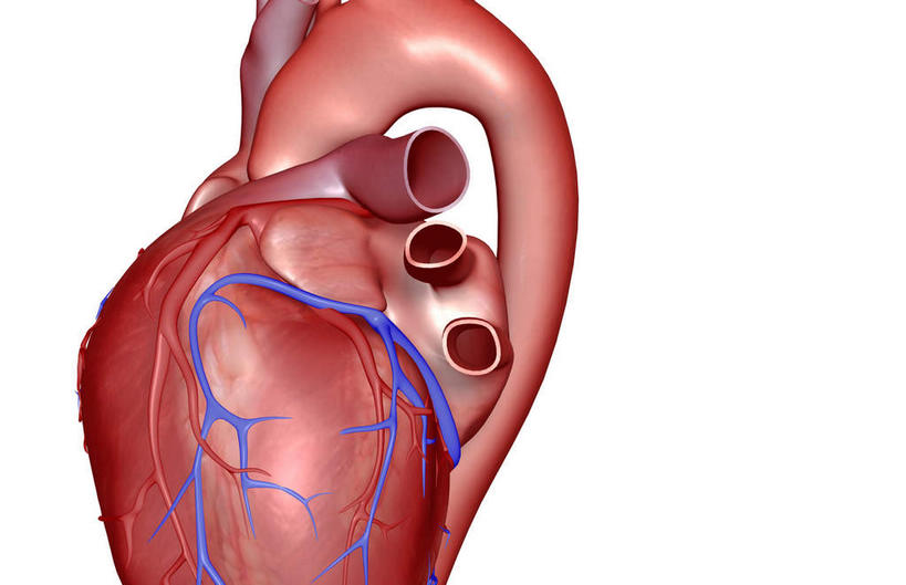 内脏,肺,气管,心脏,神经,动脉,静脉,无人,横图,插画,室内,特写,白天,白色背景,正面,数码,科技,静物,阴影,网络,医学,高光,几何,计算机图形,合成,图画,画,红色,蓝色,模型,人体,电脑合成图,数码合成图,生物学,器官,筋脉,漫画,支气管,神经元,心血管,心房,心室,生理学,写实,具体,具象,冠状动脉,冠心病,肺部,肺脏,心,彩图,神经系统
