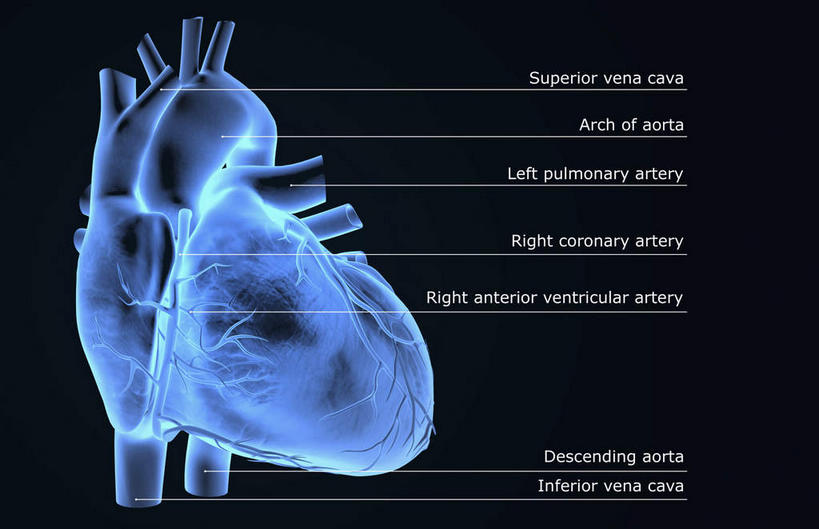 内脏,肺,气管,心脏,神经,动脉,静脉,无人,横图,插画,x光片,室内,特写,白天,正面,数码,科技,静物,阴影,黑色背景,辐射,科学,网络,医学,高光,几何,计算机图形,合成,图画,画,蓝色,模型,人体,电脑合成图,数码合成图,医疗,生物学,科学技术,x射线,器官,筋脉,x光,漫画,支气管,神经元,心血管,心房,心室,生理学,写实,具体,具象,冠状动脉,冠心病,肺部,肺脏,心,彩图,神经系统,电磁波,电磁辐射