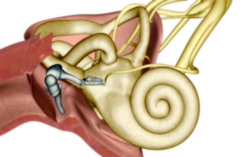 耳朵,内脏,动脉,静脉,无人,横图,插画,室内,特写,白天,白色背景,正面,数码,科技,静物,阴影,网络,医学,高光,几何,计算机图形,合成,图画,画,黄色,红色,模型,人体,电脑合成图,数码合成图,生物学,人体器官,器官,漫画,砧骨,耳廓,耳蜗,生理学,写实,具体,具象,锤骨,镫骨,内耳,中耳,听觉器官,耳膜,外耳,耳道,耳,耳部,彩图
